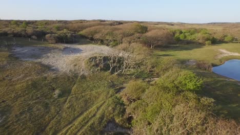 Aerial:-The-dune-nature-reserve-of-Oostkapelle-with-grazing-ponies