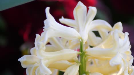 Yellow-Hyacinthus-shot