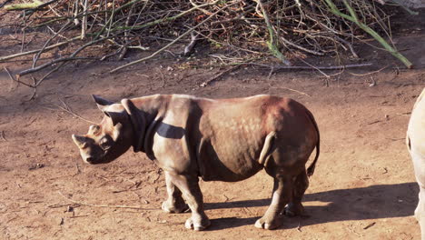 Rhino-grazing-and-walking-around