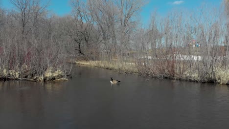 Video-Aéreo-De-Drones-Del-Lago-Susan-En-Chanhassen-Minnesota-De-Dos-Gansos-Disfrutando-Del-Clima-Primaveral-Mientras-El-Hielo-Se-Derrite-En-El-Lago