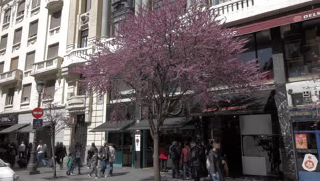 Tree-in-full-blossom-in-Calle-Mayor,-Madrid-City-Center