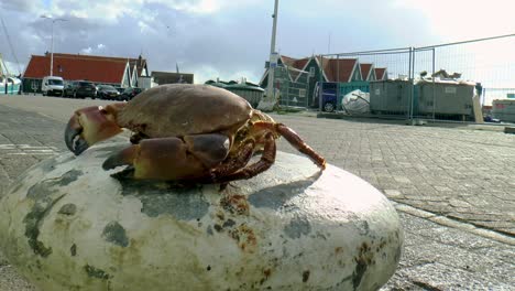 Dead-crab-laying-on-a-bollard-in-the-harbor