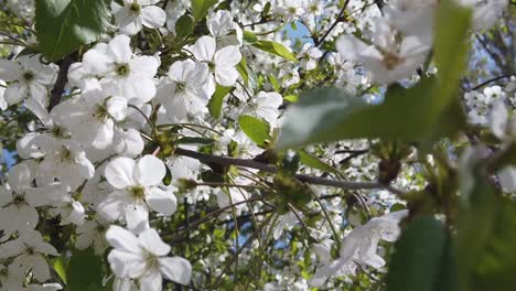 Cherry-tree-blossoms-in-the-garden