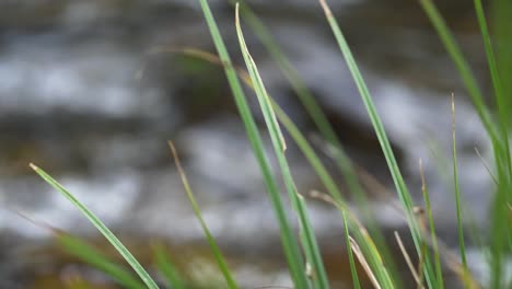Stream-flowing-behind-grass-on-riverbank