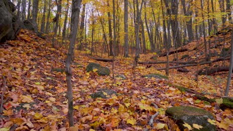 Im-Herbst-Verlässt-Man-Einen-Pfad-In-Einem-Wald-Mit-Orangefarbenen-Blättern-Und-Zweigen-Auf-Beiden-Seiten,-Die-Einen-Hügel-Hinaufführen