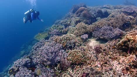 Taucher-Treiben-Mit-Der-Strömung-Auf-Einem-Wunderschönen-Korallenriff