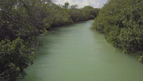 Channel-through-the-mangroves