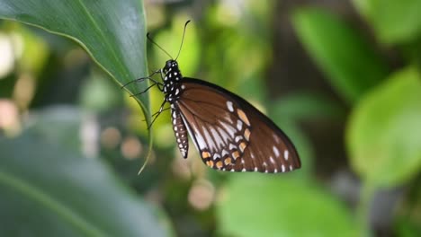 Butterfly-on-a-leaf--in-Sri-Lankan-Garden