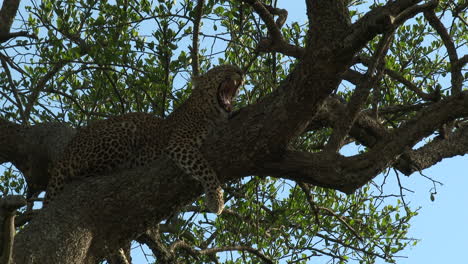 Leopard-relaxing-and-yawning-on-a-branch,-Maasai-Mara,-Kenya