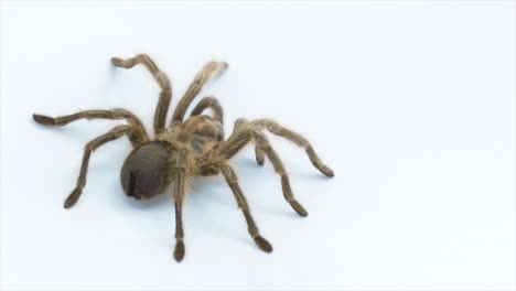 Brown-tarantula-walks-across-a-white-screen