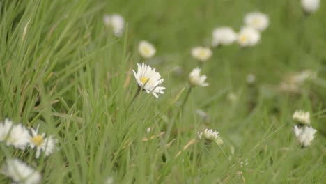 Daisies-in-a-meadow