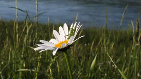 Close-up-shot-of-a-green-grasshopper-sitting-on-a-yellow-white-daisy-flower-and-blowing-in-the-wind-in-front-of-a-river-in-slow-motion