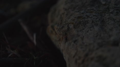 Macro-shot-of-banded-sugar-ant-climbing-along-rocks-during-dusk