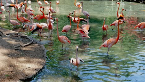 Flamboyance-or-flock-of-flamingos-flapping-its-wings-and-climbing-on-to-river-bang
