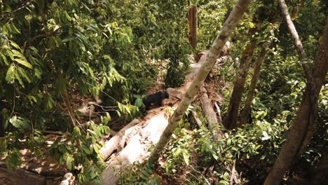Die-Vom-Aussterben-Bedrohten-Malaiischen-Sonnenbären-Durchstreifen-Den-Regenwaldboden-In-Ihrem-Natürlichen-Lebensraum-Borneo