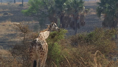 Giraffe-grazing-on-plants-in-African-Savanna