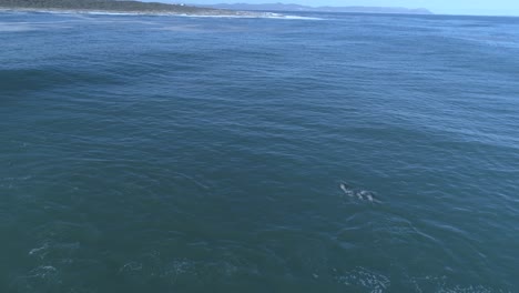 Drone-shot-of-few-dolphins-playing-in-a-wave