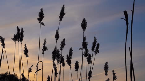 A-Dark-Silhouetted-Reeds-Waving-in-the-Wind-on-Late-Evening-with-Beautiful-Orange-and-Blue-Color-Sky-Background