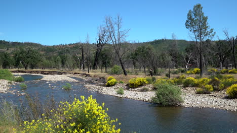 Slow-gimbal-pass-moving-upstream-of-a-shallow-creek-with-mustard-flower-bushes-in-the-foreground-and-fire-burned-trees-along-the-bank