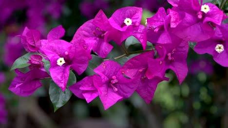 Rosafarbene,-Violette-Bougainvillea-Blüten,-Nahaufnahme,-Verschwommener-Hintergrund