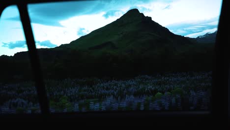 Slow-motion-shot-from-the-backsear-of-beautiful-icelandic-lupins-in-from-of-dramatic-mountain