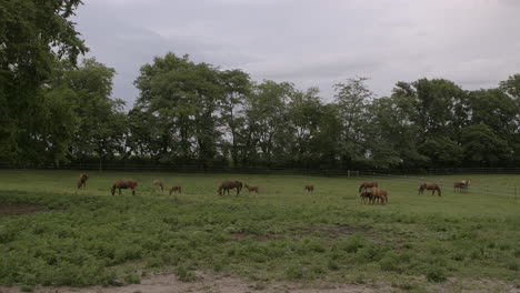 Wide-landscape-of-Mares-and-Colts-grazing-in-a-field-at-a-horse-ranch