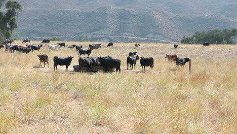 Herd-of-black-Angus-cattle-getting-a-drink-of-water-with-the-camera-slowly-enclosing-on-the-trough