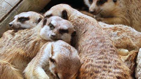 a-pack-of-meerkats-makes-a-nap-and-everyone-snuggles-together