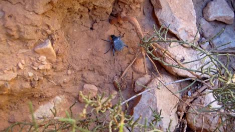 Escarabajo-Negro-En-Las-Gargantas-De-Todra-Marruecos-Arrastrándose-Sobre-Tierra-Con-Cámara-Siguiendo-Su-Viaje