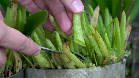Hands-use-knife-to-harvest-aloe-vera-leaf-for-gel,-extreme-close-up