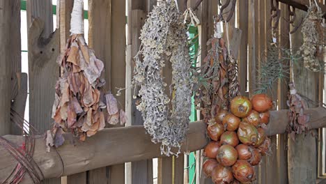 Onions---dried-plants-hanging-on-wooden-wall-in-farm-shed---panning-shot