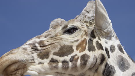 Giraffe-extreme-close-up-low-angle