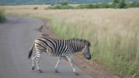 Una-Cebra-Cruzando-La-Calle-En-El-Parque-Nacional-Pilanesberg-En-Sudáfrica---Cerrar