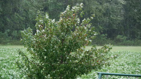 Small-tree-blowing-during-Hurricane-Florence