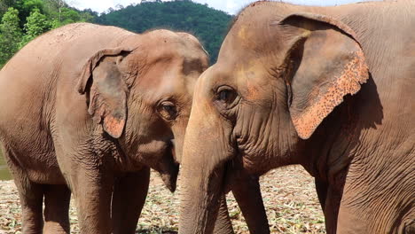 Dos-Elefantes-Comiendo-Uno-Al-Lado-Del-Otro-Junto-A-Un-Río
