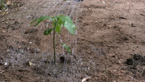 Bewässerung-Eines-Neu-Gepflanzten-Setzlings-Im-Rahmen-Der-Wiederaufforstung