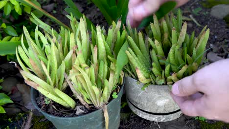Weeding-and-care-of-neglected-aloe-vera-potted-plants-outdoors,-close-up