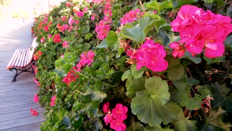 Hermosas-Flores-Rosas-En-Un-Arbusto-En-Un-Parque-Con-Banco-De-Parque-En-Un-Clima-Cálido-Durante-La-Primavera