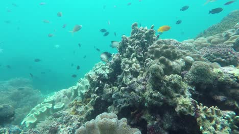 Unterwasseraufnahmen-Von-Korallen-Und-Fischen