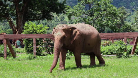 Elephant-walking-along-a-fence-in-slow-motion