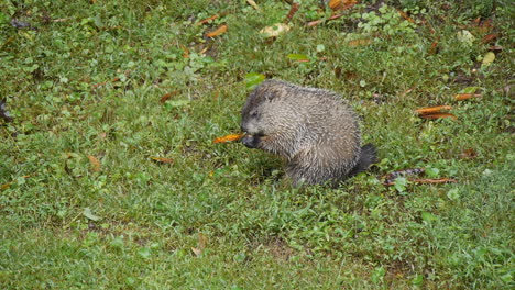 Groundhog-sitting-in-grass-in-nature