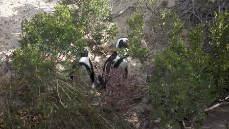 Dos-Pingüinos-Africanos-En-La-Playa-De-Cantos-Rodados-En-Ciudad-Del-Cabo-Detrás-De-Los-Arbustos