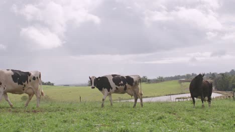 Kühe-Laufen-Bergauf-Auf-Einem-Bauernhof