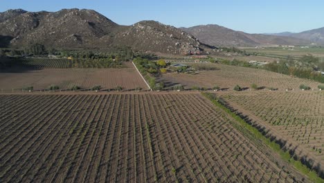 Aerial-shot-of-vineyards-fields-in-Valle-de-Guadalupe