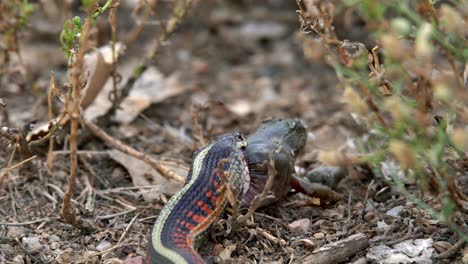 Garter-snake-trying-to-swallow-its-prey