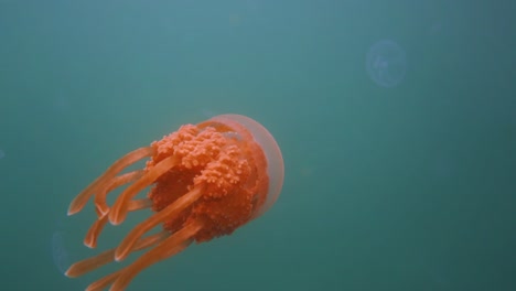 close-up-on-an-orange-jellyfish-swimming-in-slow-motion