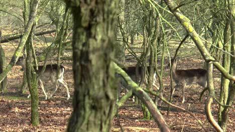 Four-wild-fallow-deer-walking-through-the-forest