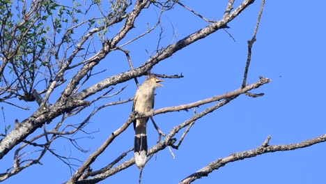A-guira-cuckoo-perched-on-a-branch-high-on-a-tree,-with-leafless-branches-and-a-clean-blue-sky-in-the-background