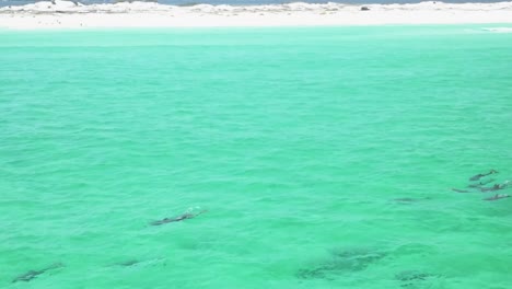 Delfines-Jugando-En-El-Agua
