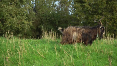 Goat-with-large-horns-and-thick-fur-walking-through-thick-grass-field